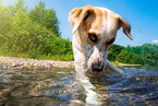 mongrel in the water