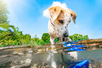 mongrel in the water