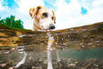 mongrel in the water