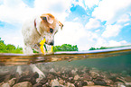 mongrel in the water