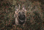 young Shepherd-Mongrel