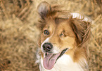 male mongrel
