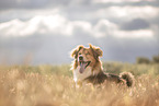 male mongrel