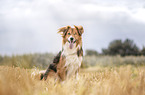male mongrel