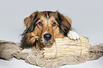 lying Australian-Shepherd-Mongrel