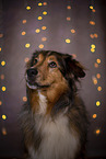 Australian-Shepherd-Mongrel Portrait