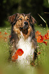 Australian-Shepherd-Mongrel on poppy meadow