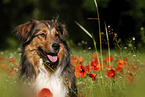 Australian-Shepherd-Mongrel on poppy meadow