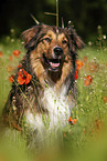 Australian-Shepherd-Mongrel on poppy meadow