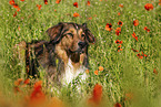 Australian-Shepherd-Mongrel on poppy meadow