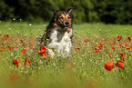 Australian-Shepherd-Mongrel on poppy meadow