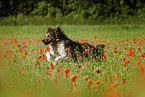 Australian-Shepherd-Mongrel on poppy meadow