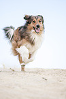 running Australian-Shepherd-Mongrel