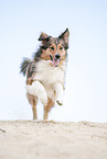 running Australian-Shepherd-Mongrel