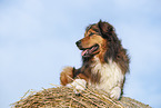 lying Australian-Shepherd-Mongrel