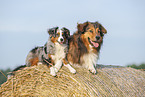 Australian-Shepherd-Mongrel and Miniature Australian Shepherd