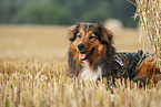 lying Australian-Shepherd-Mongrel