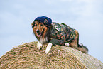 lying Australian-Shepherd-Mongrel