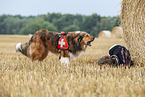Mantrailing