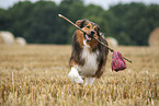 Australian-Shepherd-Mongrel