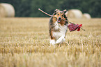 running Australian-Shepherd-Mongrel