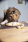 Dog steals food from table