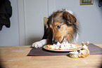Dog steals food from table