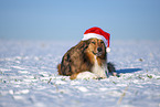 Australian-Shepherd-Mongrel in the winter