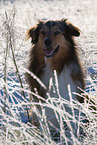 sitting Australian-Shepherd-Mongrel
