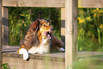 Australian-Shepherd-Mongrel on wooden bridge
