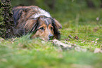 lying Australian-Shepherd-Mongrel