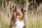Australian-Shepherd-Mongrel Portrait