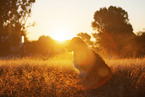 sitting Australian-Shepherd-Mongrel