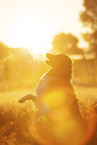 sitting Australian-Shepherd-Mongrel