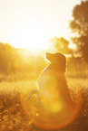 sitting Australian-Shepherd-Mongrel