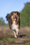running Australian-Shepherd-Mongrel