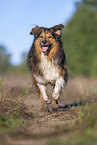 running Australian-Shepherd-Mongrel
