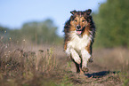 running Australian-Shepherd-Mongrel