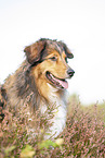 Australian-Shepherd-Mongrel