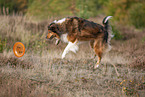 Australian-Shepherd-Mongrel