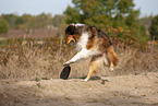 Australian-Shepherd-Mongrel