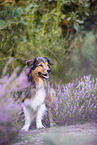 Australian-Shepherd-Mongrel in the heather