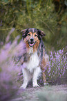 Australian-Shepherd-Mongrel in the heather