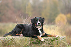 Bernese-Mountain-Dog-Mongrel in autumn