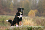 Bernese-Mountain-Dog-Mongrel in autumn