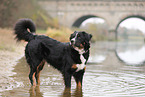 Bernese-Mountain-Dog-Mongrel in autumn