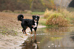 Bernese-Mountain-Dog-Mongrel in autumn