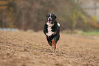 Bernese-Mountain-Dog-Mongrel in autumn