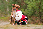 mongrel with Santa Clause