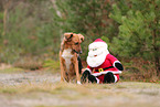 mongrel with Santa Clause